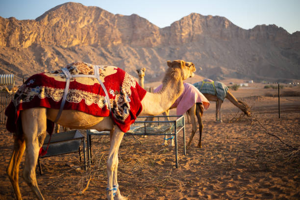 dromedare kamele (camelus dromedarius) farm in den felsigen hajar bergen in sharjah, vereinigte arabische emirate - dubai united arab emirates traditional culture camel stock-fotos und bilder