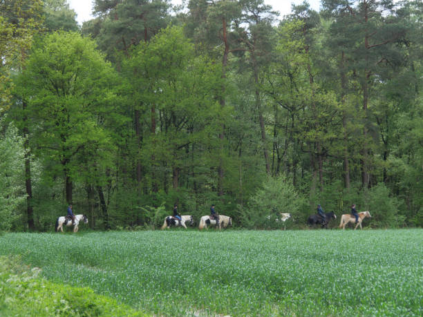istock in the forest near ahaus in Westphalia 1320982768