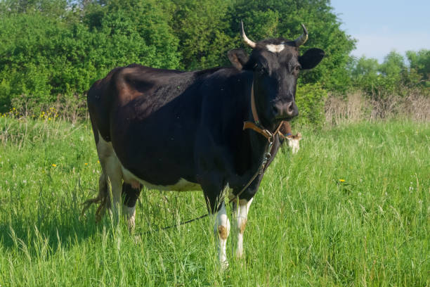 istock Black and white cow on the pasture 1320982789