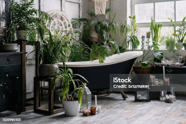 Bohemian Bathroom With Lots Of Potted Greenery Stock Photo - Download Image Now - Bathroom, Houseplant, Plant