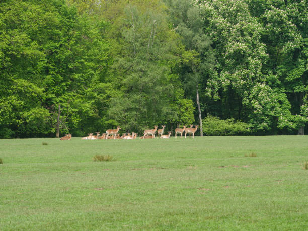 istock deers and trees in westphalia 1320984272