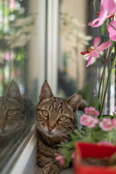 istock Stray cat coming closer in balcony 1320985500
