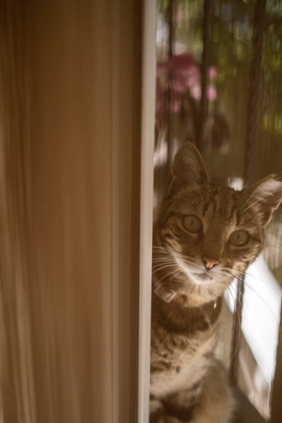 istock Stray cat coming closer in balcony 1320985592