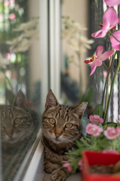 istock Stray cat coming closer in balcony 1320986431