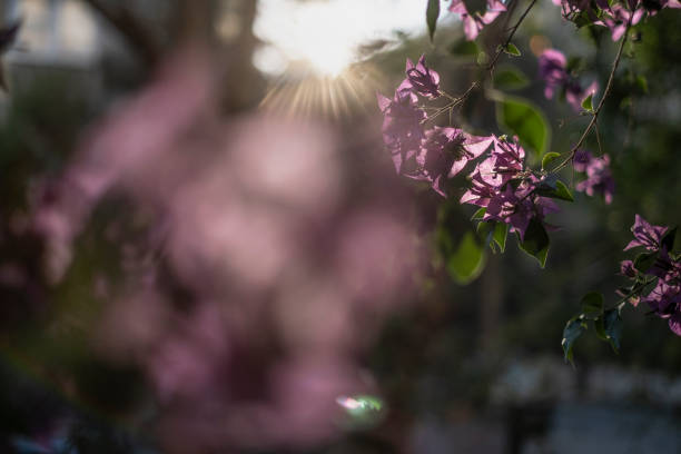 istock Bougainville Tree Close Up 1320986638