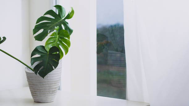 istock Monstera on pot beside window with curtain 1320986739