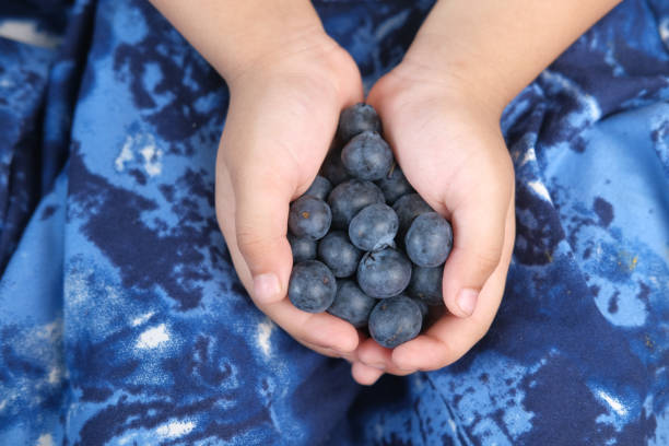 main d’enfant tenant des baies bleues fraîches - blueberry picking freshness berry photos et images de collection