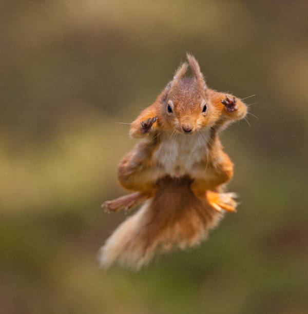 Jumping Red Squirrel Red Squirrels are a relatively rare sight here in the UK, apart from in small pockets in the north parts of England and up in the Highlands of Scotland. Here a squirrel jumps from a branch and flies through the air to the next branch. red squirrel jumping stock pictures, royalty-free photos & images
