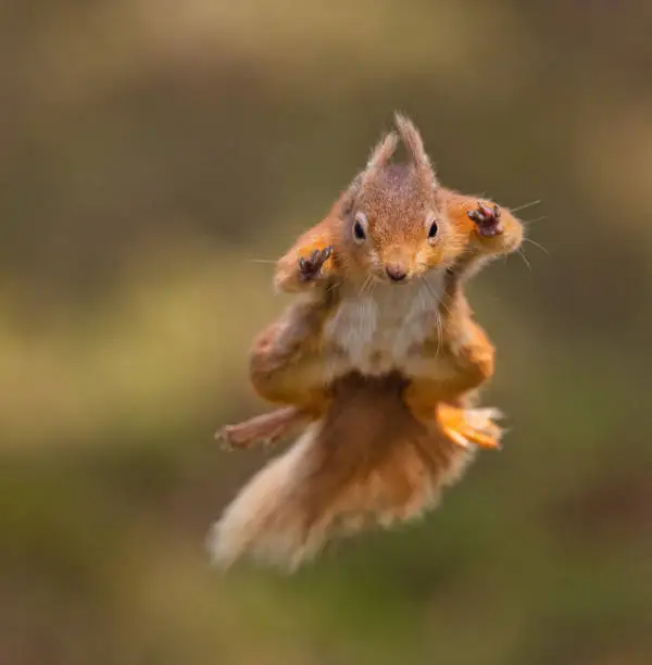 Red Squirrels are a relatively rare sight here in the UK, apart from in small pockets in the north parts of England and up in the Highlands of Scotland. Here a squirrel jumps from a branch and flies through the air to the next branch.