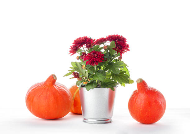 Pumpkins and flower in a window box in Boston, Massachusetts.