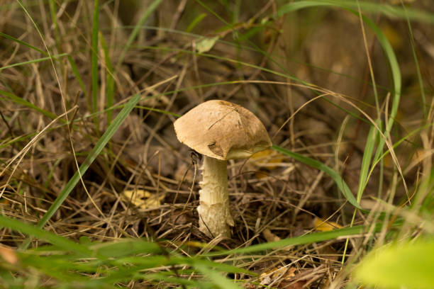 istock Harvesting forest mushrooms from ecologically clean places 1320988016