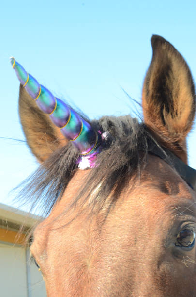 istock Real Unicorn Horse 1320988345