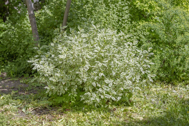 istock Bright green decorative dogwood bush in spring park 1320989034