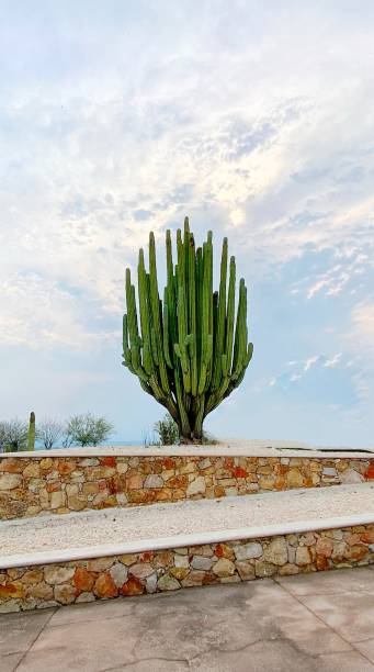 Cactus Tree Cactus Tree 3381 stock pictures, royalty-free photos & images