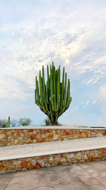 kaktus drzewo - 3381 zdjęcia i obrazy z banku zdjęć