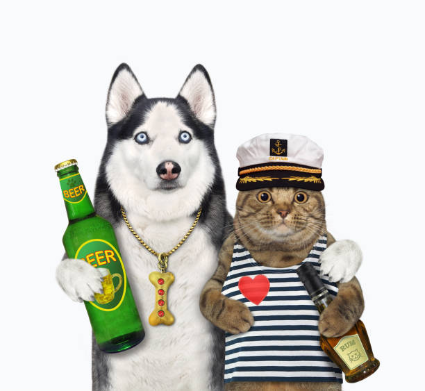 istock Dog husky hugs cat sailor 1320989532