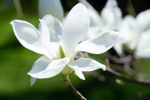 istock blossoming Magnolia kobus flower close-up in spring 1320989536