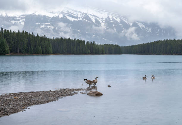 Canada Geese in Banff National Park
