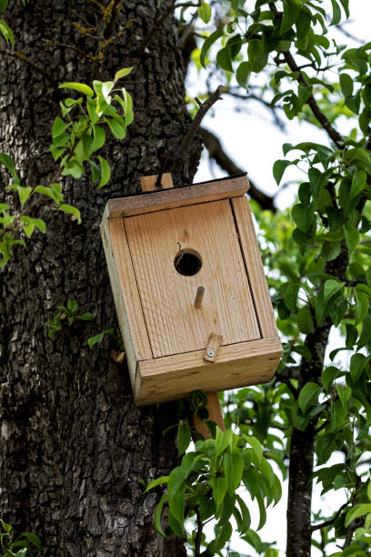 istock Nesting box made of unpainted wood on a tree 1320990305