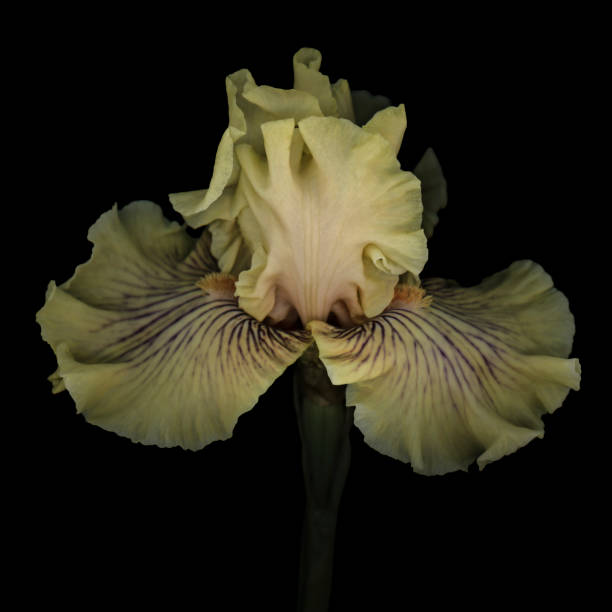 istock Yellow iris with purple veins isolated on black background 1320990438