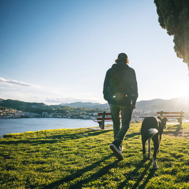 A black lab looks off into the distance as the sun sets in a park