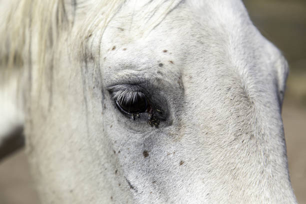 Close-up of the eye of a thrush horse. Noble look