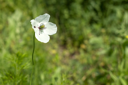 One white poppy in a meadow on a bright sunny summer day.