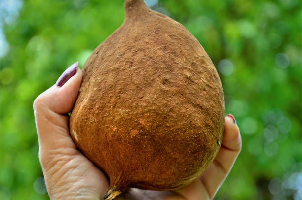 istock Holding the fruit of Basiloxylon brasiliensis 1320992864