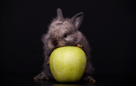 image of rabbit apple dark background