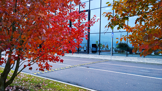 Red and purple maple leaves on glass facade of modern corporate building. Autumn street scene near business centre. Burning Bush. Business office park. Road with Speed bump. Comfortable urban design.
