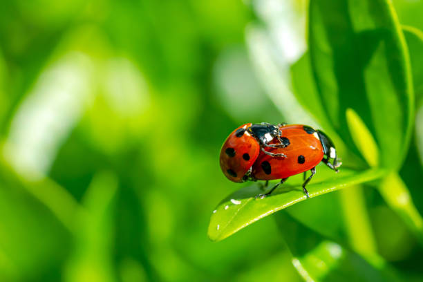 istock Close-up Of Ladybugs Mating in springtime 1320993077