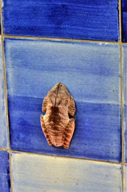 A sleeping Hypsiboas faber quietly stuck to the wall in the park