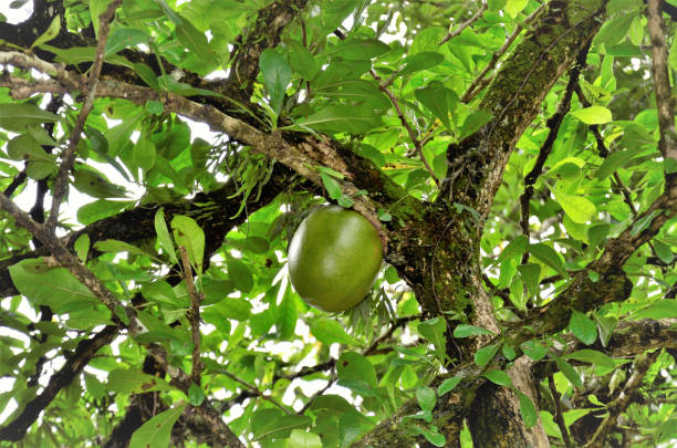 Fruit of crescentia cujete growing in the city park