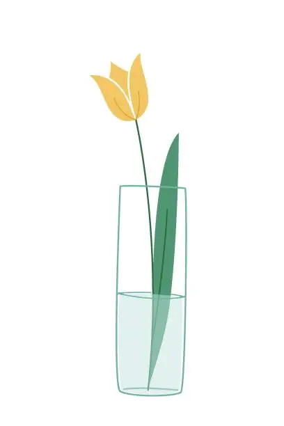 Vector illustration of One yellow tulip with a leaf in a transparent glass-like vase. Colored isolated illustration in doodle style on white.