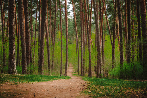 istock Pine forest in early spring time, natural background 1320994465