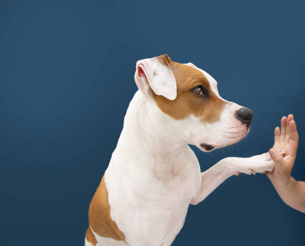 istock American Staffordshire dog high five. Isolated on blue background 1320994521