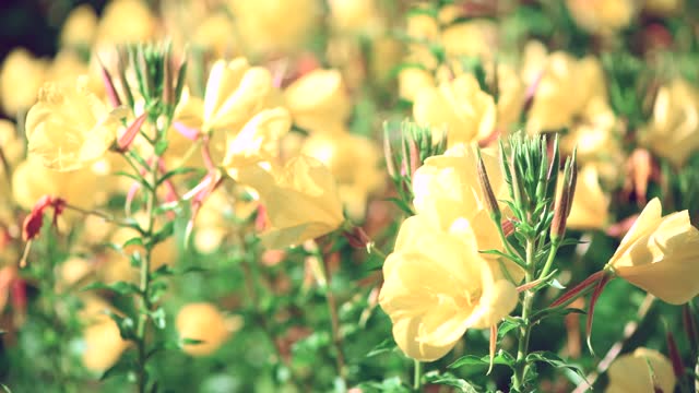 Evening primrose flower sways in the wind. Yellow floral background. Macro video.