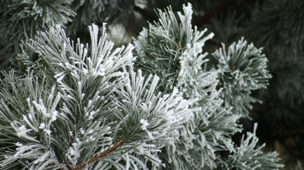 istock Icy HoarForst Covering Conifer Pine Tree in Winter Season 1320996053