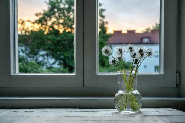 istock White dandelions in glass vase on window in the evening 1320997312