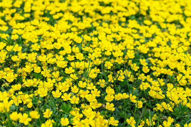 istock Small yellow flowers summer nature beautiful background. 1320997399