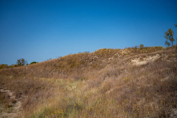 istock Over Grown Sand Dune On Clear Day 1320998327