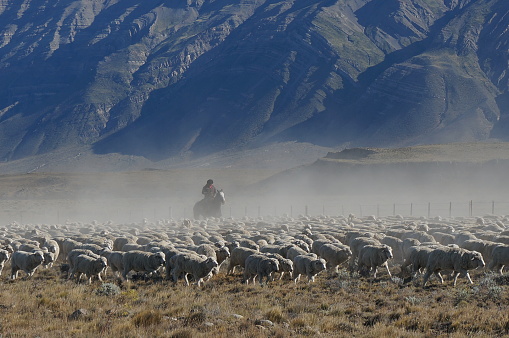 Shepherd watching the flock of sheep on his horse with the mountains in the background, Patagonia, Argentina.