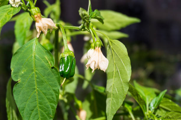 kuvapankkikuvat ja rojaltivapaat kuvat aiheesta chilipippurikasvi lehdillä ja silmuilla - pepper plant