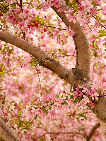 Malus Profusion, Crabapple blossoms, OLYMPUS DIGITAL CAMERA