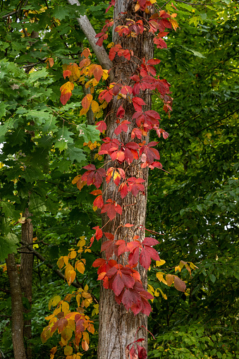 Red Leaves on Ivy Twist Up Tree in Cuyahoga Valley National Park