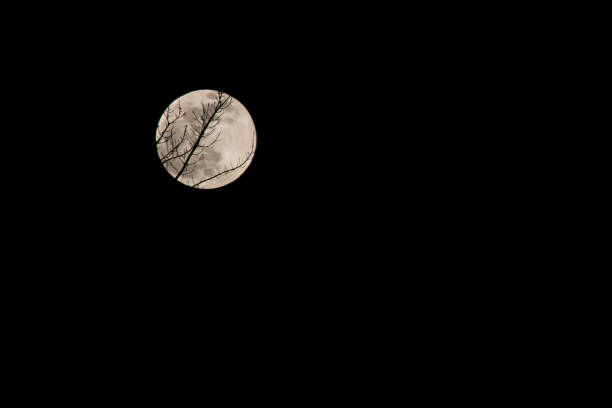 a picture of a Tree branch in front of a full moon on a dark night