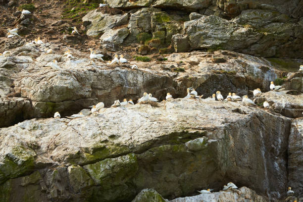 Colony of northern garnet on the rock of island in Ireland. Wild bird in the wild. Colony of northern garnet on the rock of island in Ireland. Wild bird in the wild.Colony of northern garnet on the rock of island in Ireland. Wild bird in the wild.Colony of northern garnet on the rock of island in Ireland. Wild bird in the wild. sea population stock pictures, royalty-free photos & images