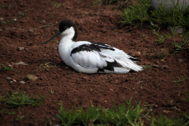 istock A view of an Avocet 1320999807
