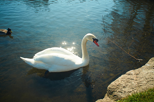 White Swan on blue lake.White Swan on blue lake.White Swan on blue lake.White Swan on blue lake.