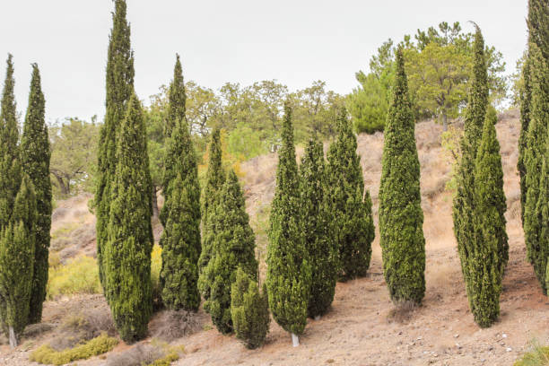 istock Cypresses along the highway. 1320999999